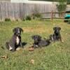 Great Dane Puppies