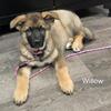 Alaskan Shepherd Puppies Available – Hand Raised & Well Loved