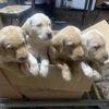 $950 AKC British Yellow Lab Pups