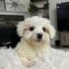 Puppy Male YorkChon (Yorkie Bichon) Bennett