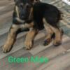 AKC / DNA German Shepherd Puppies for sale