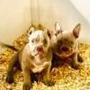 Beautiful American Bully Male Puppy