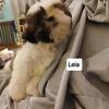 Leia - CKC Shih-Tzu Puppy