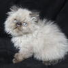 Extreme faced Seal Point Persian