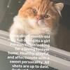 Persian cat 