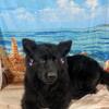 AKC European long-haired black German shepherd female ( not fix)