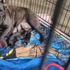 2 Female French bulldog puppies