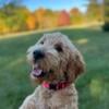 Scout-F1 Mini English Goldendoodle Puppy