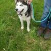 Two fixed female huskies need rehoming