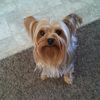 AKC Yorkie stud 2.5 lbs