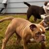 American bully pair male and female