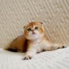 NEW Elite Scottish fold kitten from Europe with excellent pedigree, male. Otto