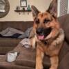 Red Male German Shepard for Stud