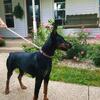 Female European Doberman