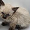 Male & Female Long Haired Siamese (Balinese) Kittens