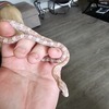 Ultramel Ghost Corn Snake