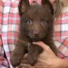 AKC German Shepherd FEMALE Pup: TASHA