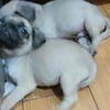 Full Blooded Pug Puppies