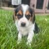 Beagle Puppies for sale