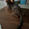 Gorgeous brown BENGAL KITTENS