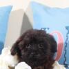 Angel Precious Teacup Yorkiepoo Puppy
