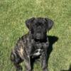 AKC Natural Bull Mastiff