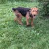Female AKC Airedale Terrier almost 1 yr. old