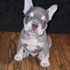 Frenchie male puppy available