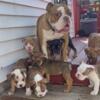 Old English Bulldogge (new litter available) Puppies OEB