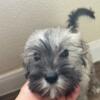 PRICE DROP 500  4 Minnie schnauzers female for sale. Twelve hundred have first shots ten weeks old