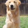 Champion Bloodline Golden Retriever Stud