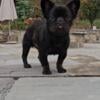 Male French bulldog for sale