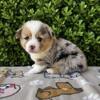 CKC Corgi
