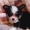 Chiuhahua/shih tzu Lola