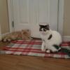 Exotic shorthaired male and female