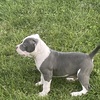 XL American bully