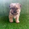 Shorkie (Yorkie & Shih-Tzu) Puppy