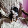 Greater Swiss Mountain Dog Puppy