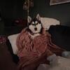 3yr old Siberian Husky Female