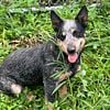 Mini Blue Heeler Puppies LIST OPEN Due 11/10