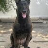 Belgian Malinois 