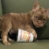 Rojo frenchie bulldog