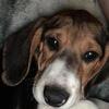 Beagle puppy-copper