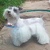 AKC Toy Schnauzer Available for Stud