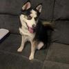 Pomsky