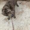 Cane corso puppies available for adoption