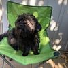 STUD SERVICE TC MALE Yorkie Poodle YORKIEPOO YORKIPOO PROVEN 4 females 6lbs+