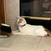 Turkish Van mix Neutered male kitty