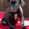 Cane Corso for sale Shila