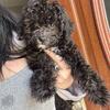 Toy poodle 